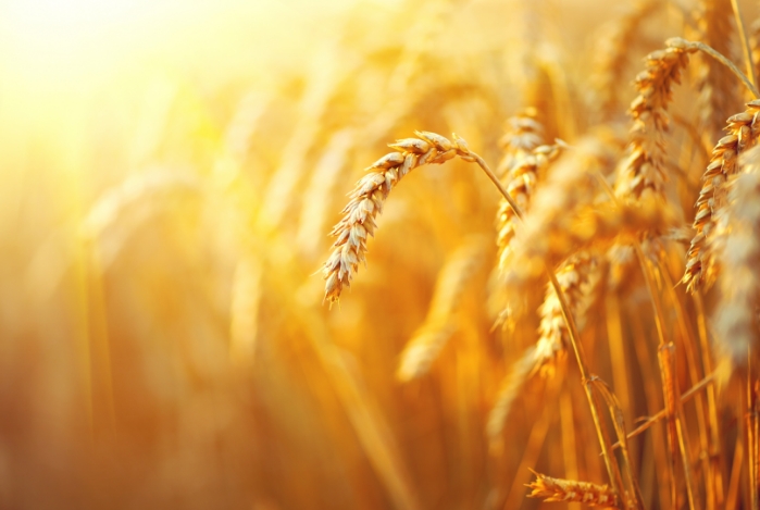 Crop Protection Formulations